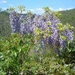 glicine wisteria sinensis