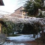 glicine spoglio in inverno