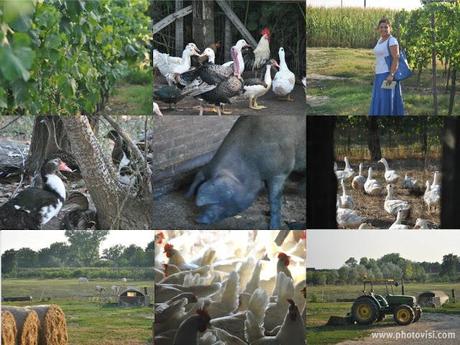 Antica Corte Pallavicina: un relais di campagna