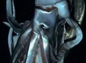 Filmato prima volta calamaro gigante nell'Oceano Pacifico, ecco video Youtube