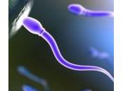 Spermatozoi fertilità) rischio l’alimentazione troppo ricca grassi saturi