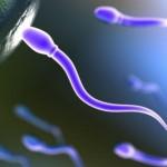 Spermatozoi (e fertilità) a rischio l’alimentazione è troppo ricca di grassi saturi