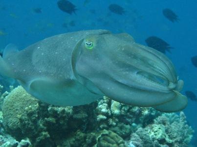 Filmato un'Architeuthis. Calamaro gigante nel Pacifico?