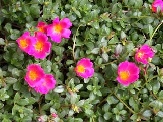 Portulaca