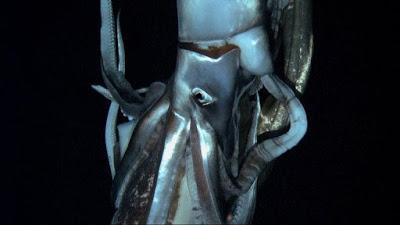 Filmato calamaro gigante nel suo habitat naturale