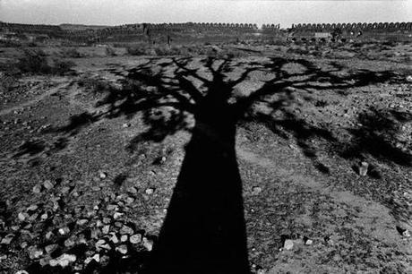 René Burri, Ombra di un Albero, 1963.