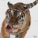 Harbin Siberian Tiger Park05