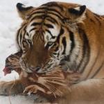 Harbin Siberian Tiger Park04