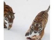 Cina, tigre siberiana parco Harbin (foto)