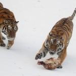 Cina, la tigre siberiana del parco di Harbin (foto)