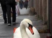 Cigno reale Milano