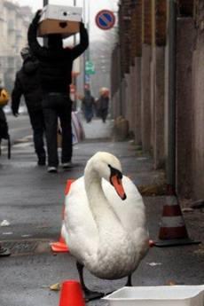 Cigno reale per le vie di Milano