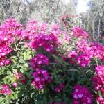 arco di rose rampicanti rosa a piccoli fiori