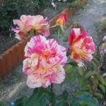 rosa variegata giallorossa la rosa della Roma