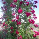 rose rampicanti antiche