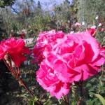 roseto fineschi, collezione, rose, fiesole, unitalsi, 126