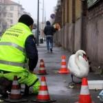 Un cigno in giro per Milano tra lo stupore dei passanti