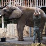 Inventario allo zoo di Dresda: gli inservienti misurano l’elefante