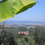 monte oliveto maggiore