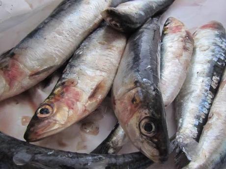 Sarde alla Beccafico su Zucca e Cipolle di Tropea Caramellate .