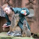 Inventario allo zoo di Hannover06