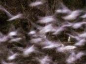 gruppo “Rebirth-day_PINHOLE_work progress”