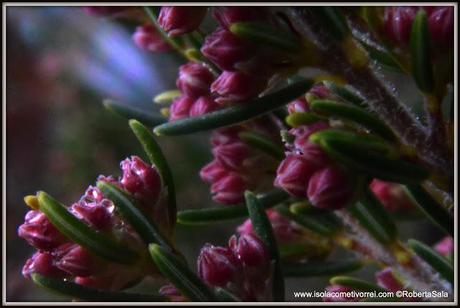 Le Eriche, specie dei generi Erica e Calluna.