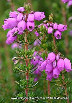 Le Eriche, specie dei generi Erica e Calluna.