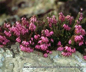 Le Eriche, specie dei generi Erica e Calluna.