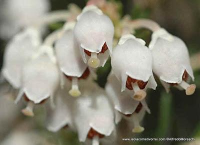 Le Eriche, specie dei generi Erica e Calluna.