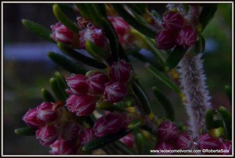 Le Eriche, specie dei generi Erica e Calluna.