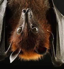 LA VOLPE VOLANTE:PIPISTRELLO GIGANTE.