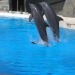 Gardaland dice addio ai delfini. Stop agli spettacoli acquatici