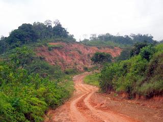 parco della Lékédi: progetto mandrillo