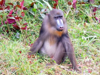 parco della Lékédi: progetto mandrillo