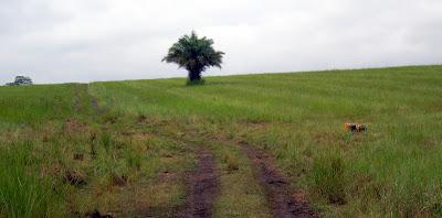 parco della Lékédi: progetto mandrillo