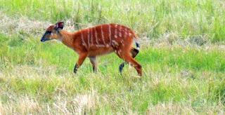 parco della Lékédi: progetto mandrillo