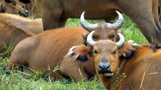 parco della Lékédi: progetto mandrillo