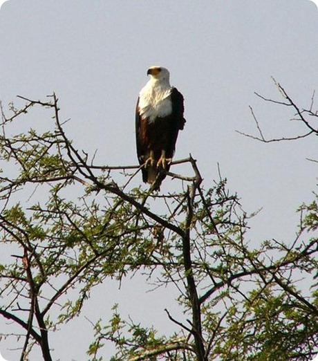 djoudj-au-senegal aquila