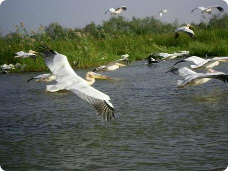 djoudj-national-bird