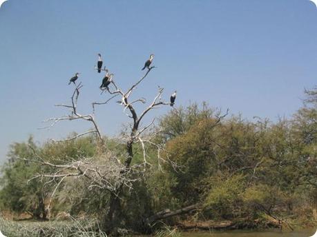 Djoudj cormorans