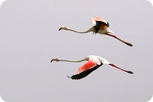 djoudj parco nazionale senegal fenicotteri