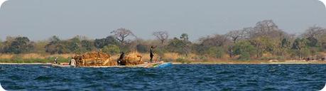 djoudj-au-senegal panorama