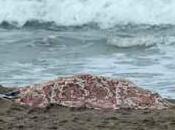 Cadavere donna sulla spiaggia Spotorno un’ospite casa cura