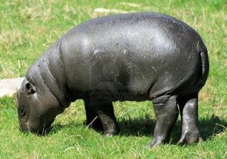 Ippopotamo pigmeo, un piccolo in pericolo