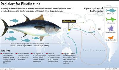 Crolla la popolazione di tonni del Pacifico: -96%