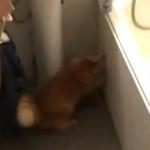 Il gatto perfezionista che vuole sempre la porta aperta (video)