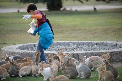 Ōkunoshima, l'isola dei conigli