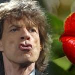 Il fiore “labbra” che assomiglia al logo dei Rolling Stones