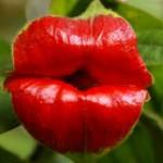 Il fiore “labbra” che assomiglia al logo dei Rolling Stones